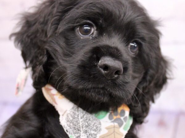 Cocker Spaniel Dog Male Black 17423 Petland Wichita, Kansas