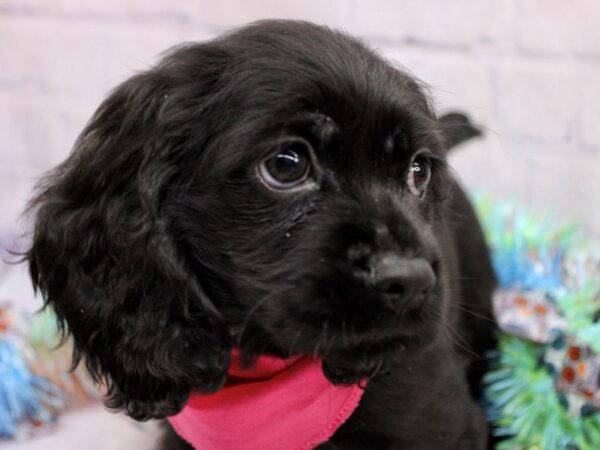 Cocker Spaniel Dog Female Black 17424 Petland Wichita, Kansas