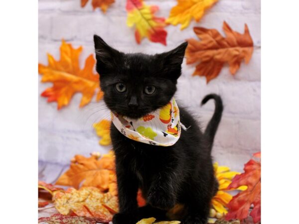 Adopt A Pet Kitten Cat Female Medium Hair Black 17440 Petland Wichita, Kansas