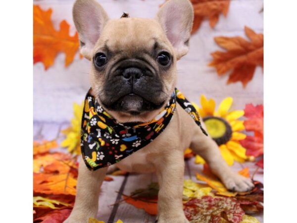 French Bulldog Dog Male Fawn/ Black Mask 17426 Petland Wichita, Kansas