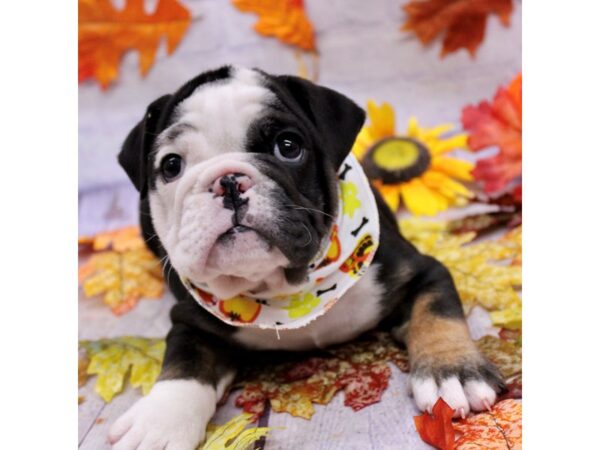 English Bulldog Dog Male Black Tri 17427 Petland Wichita, Kansas