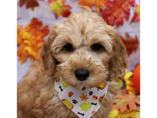 F1B Mini Goldendoodle Dog Male Gold 17432 Petland Wichita, Kansas