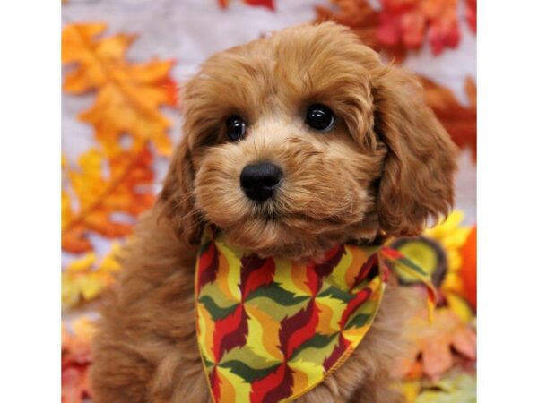F1B Mini Goldendoodle-Dog-Female-Red-17433-Petland Wichita, Kansas