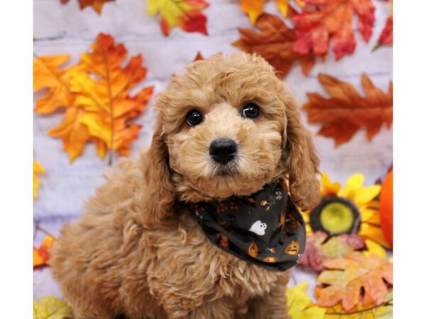 F1B Mini Goldendoodle Dog Female Red Gold 17434 Petland Wichita, Kansas