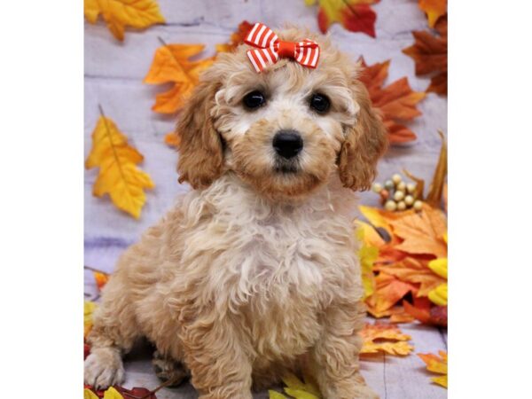 F1B Mini Goldendoodle Dog Female Gold 17435 Petland Wichita, Kansas