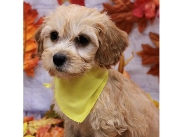 F1B Mini Goldendoodle Dog Female Gold 17436 Petland Wichita, Kansas