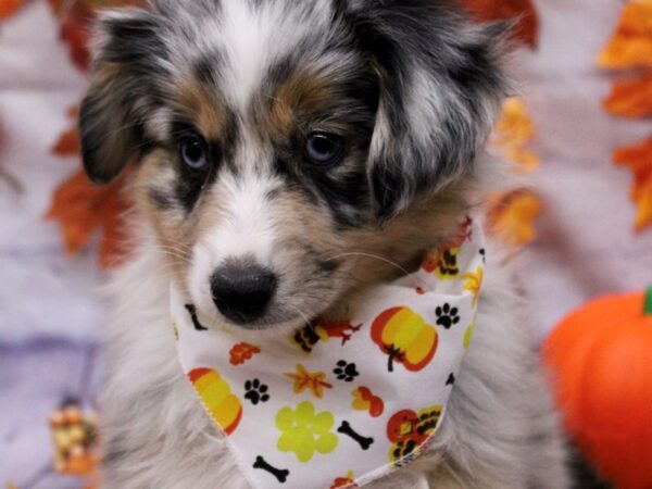 Miniature Australian Shepherd Dog Female Blue Merle w/ Tan 17474 Petland Wichita, Kansas