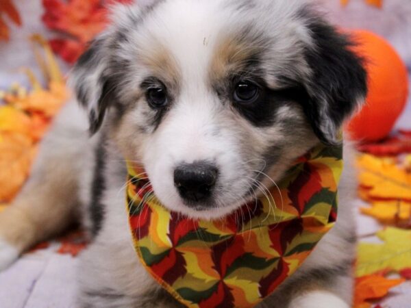 Miniature Australian Shepherd Dog Male Blue Merle w/ Tan 17473 Petland Wichita, Kansas