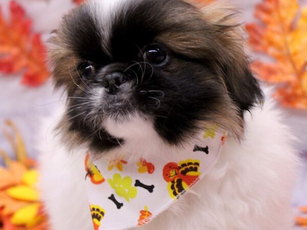 Pekingese Dog Male Gold & White 17467 Petland Wichita, Kansas