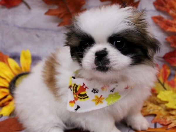 Pekingese Dog Female Gold & White 17466 Petland Wichita, Kansas