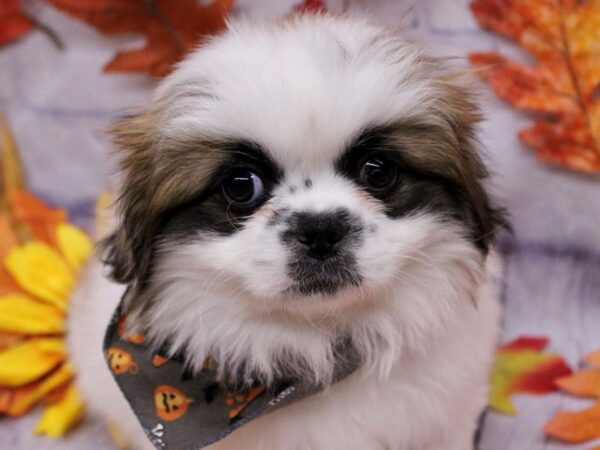 Pekingese Dog Female Gold & White 17465 Petland Wichita, Kansas