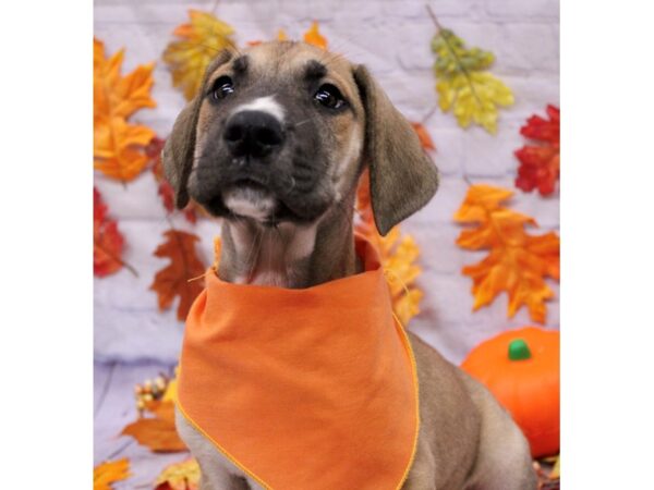 Great Dane-Dog-Male-Fawn/ Black Mask-17463-Petland Wichita, Kansas