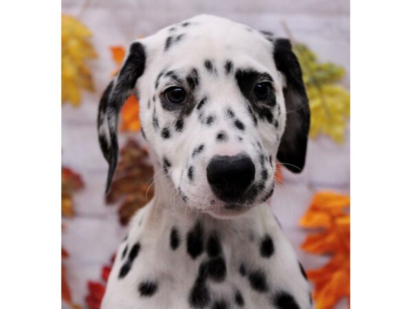 Dalmatian Dog Male White & Black 17462 Petland Wichita, Kansas