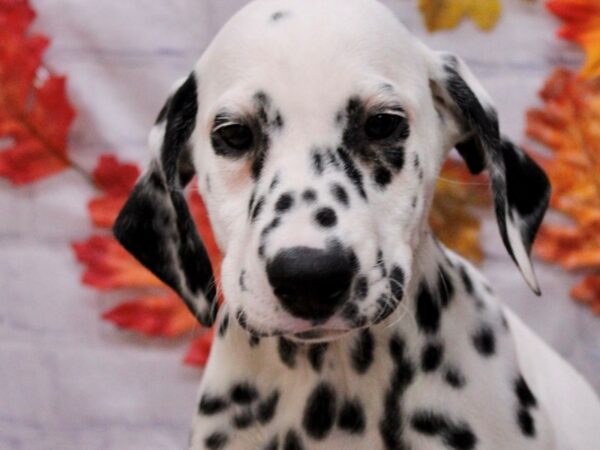 Dalmatian Dog Male White & Black 17461 Petland Wichita, Kansas