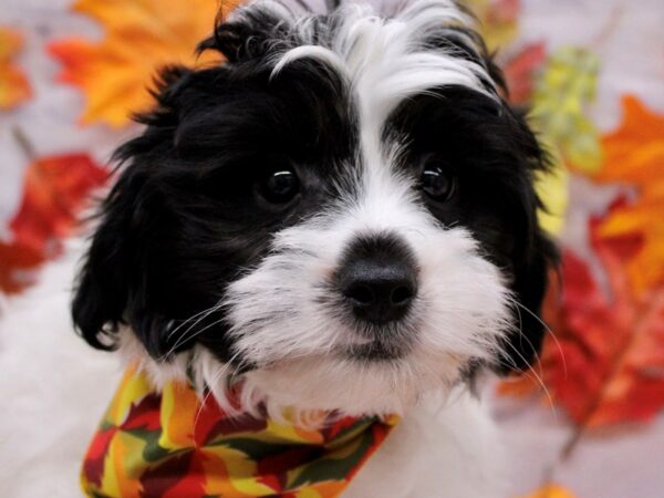 ShihchonPoo-Dog-Male-Black & White-17460-Petland Wichita, Kansas