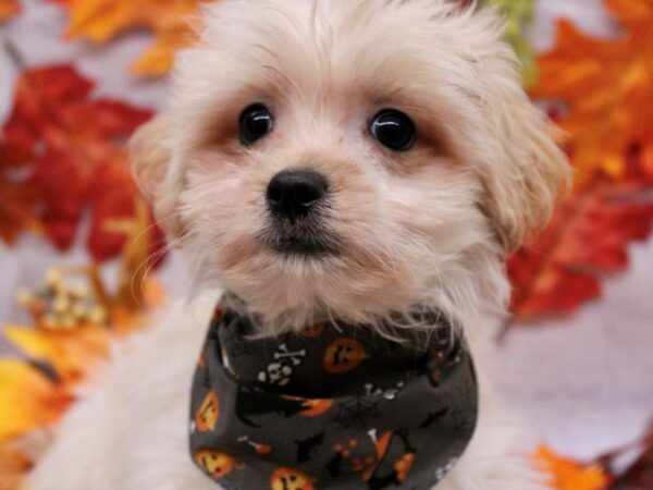 LahTesePoo-Dog-Female-Cream-17459-Petland Wichita, Kansas