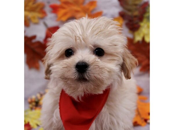 LahTesePoo-Dog-Male-Cream-17458-Petland Wichita, Kansas