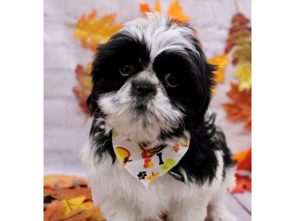 Shih Tzu-Dog-Male-White & Black Parti-17456-Petland Wichita, Kansas