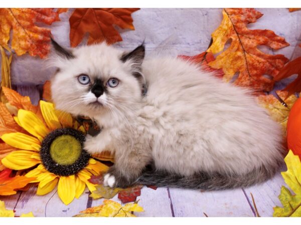 Persian Cat Female Seal Point w/ White 17449 Petland Wichita, Kansas