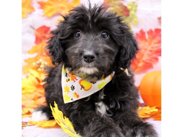 Mini Aussiedoodle Dog Female Black & White 17452 Petland Wichita, Kansas