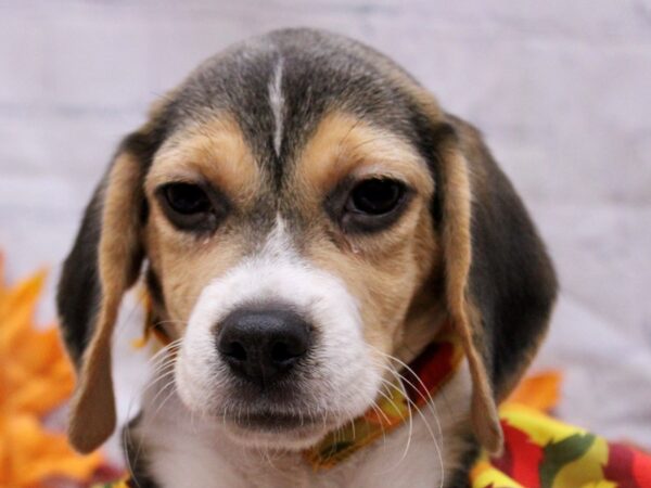 Beagle Dog Male Black Tri 17464 Petland Wichita, Kansas