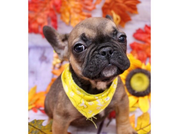 French Bulldog Dog Female Dark Sable 17454 Petland Wichita, Kansas