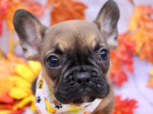 French Bulldog Dog Female Dark Sable 17453 Petland Wichita, Kansas