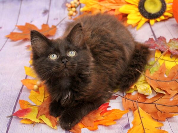 Adopt A Pet Kitten-Cat-Female-Long Hair Black-17437-Petland Wichita, Kansas