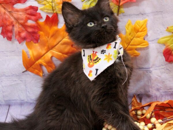 Adopt A Pet Kitten Cat Male Long Hair Black 17438 Petland Wichita, Kansas