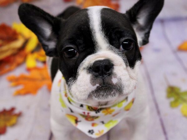 French Bulldog Dog Male Black Brindle/ Piebald 17512 Petland Wichita, Kansas