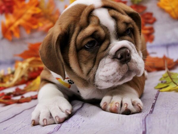 English Bulldog Dog Male Red & White 17510 Petland Wichita, Kansas