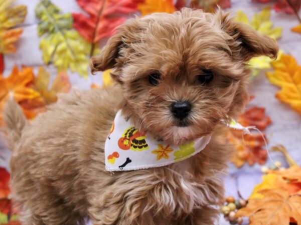 Malti Poo-Dog-Female-Red-17505-Petland Wichita, Kansas