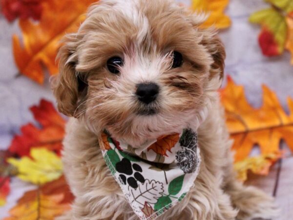 Malti Poo-Dog-Female-Rose Gold-17504-Petland Wichita, Kansas