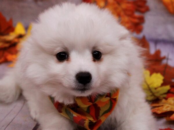 Miniature American Eskimo-Dog-Female-White-17501-Petland Wichita, Kansas