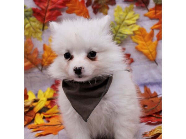 Miniature American Eskimo-Dog-Female-White-17500-Petland Wichita, Kansas