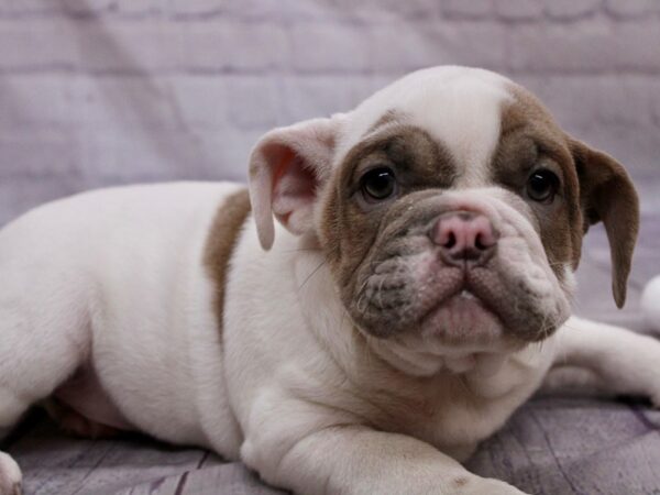 English Bulldog Dog Male Lilac Piebald 17411 Petland Wichita, Kansas