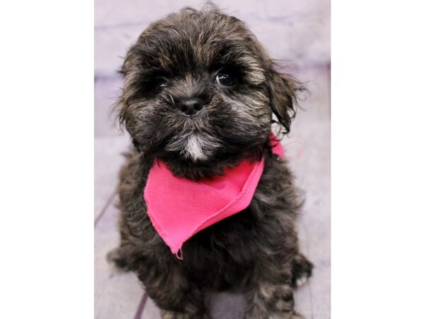 Shih Poo Dog Female Brindle 17398 Petland Wichita, Kansas