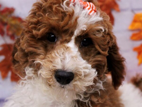 Moyen Poodle Dog Female Red Parti 17472 Petland Wichita, Kansas