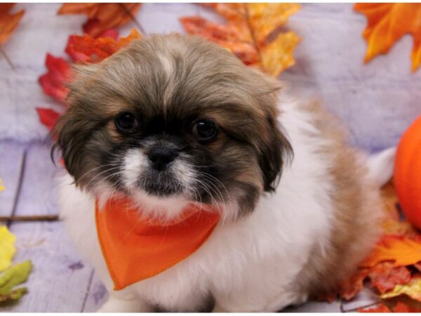 Pekingese Dog Male Gold & White 17468 Petland Wichita, Kansas