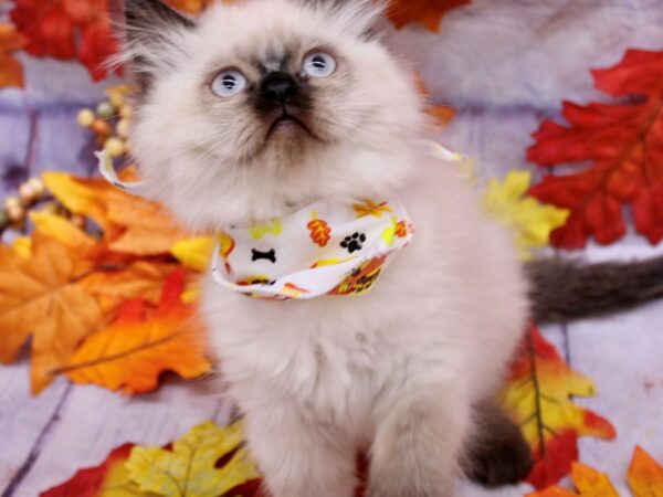 Persian Cat Female Seal Point 17448 Petland Wichita, Kansas