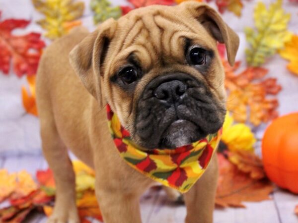 Mini Bulldog Dog Female Red Fawn W/ Black Mask 17444 Petland Wichita, Kansas