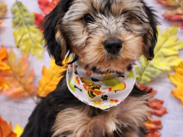 Dorkie Dog Female Black & Gold 17514 Petland Wichita, Kansas