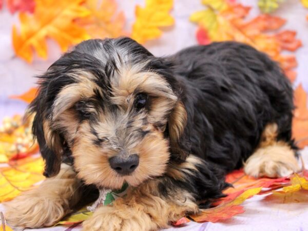 Dorkie Dog Female Black & Tan 17513 Petland Wichita, Kansas