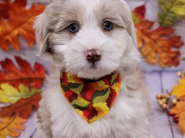 Miniature Aussiedoodle-Dog-Female-Red Merle-17508-Petland Wichita, Kansas