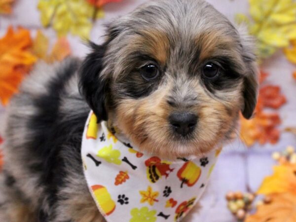 Miniature Aussiedoodle Dog Male Blue Merle & Tan 17507 Petland Wichita, Kansas