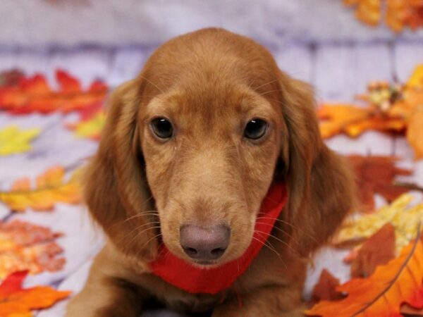 Miniature Dachshund Dog Male LH Red 17503 Petland Wichita, Kansas