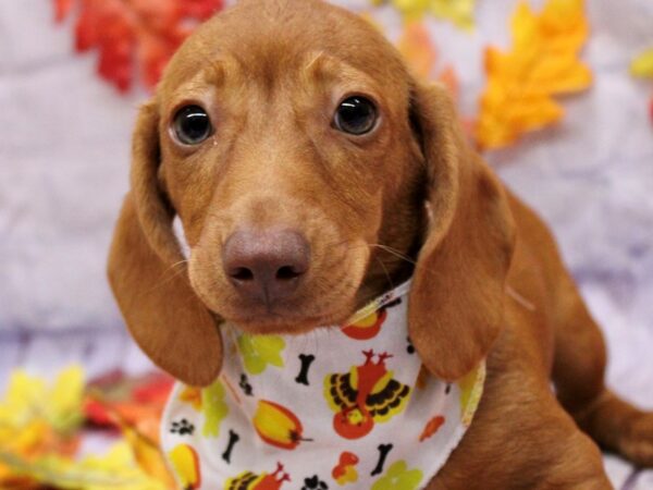 Miniature Dachshund Dog Male Red 17502 Petland Wichita, Kansas