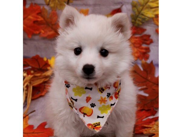 Miniature American Eskimo Dog Female White 17499 Petland Wichita, Kansas