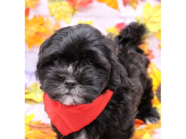 Shih Poo Dog Male Black & White 17498 Petland Wichita, Kansas