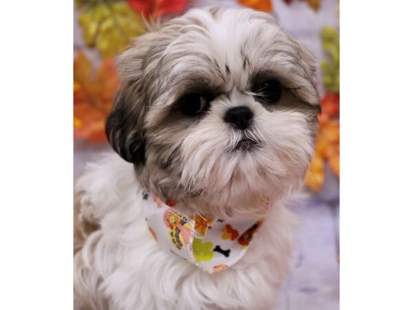 Shih Tzu Dog Female Gold & White 17496 Petland Wichita, Kansas